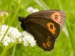 Foto: Mohrenfalter (Autor: Dr. A. Pardey)