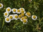 Foto: Mutterkraut (Autor: Dr. A. Pardey)
