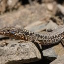 Foto: Nationalparkverwaltung Eifel / A. Pardey