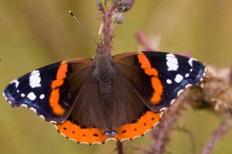 Foto: Nationalparkverwaltung Eifel / A. Pardey