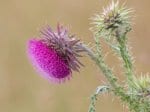 Foto: Nickende Distel (Autor: Dr. A. Pardey)