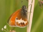 Foto: Perlgrasfalter (Autor: Dr. A. Pardey)