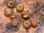 Foto: Punktschnecke (Autor: Dr. A. Pardey)