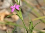 Foto: Rauhe Nelke (Autor: Dr. A. Pardey)