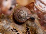 Foto: Rötliche Laubschnecke (Autor: Dr. A. Pardey)