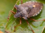 Foto: Rotbeinige Baumwanze (Autor: Dr. A. Pardey)