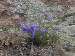 Foto: Rundblättrige Glockenblume (Autor: Dr. A. Pardey)