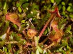 Foto: Rundblättriger Sonnentau (Autor: Dr. A. Pardey)