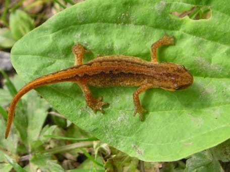 Foto: S. Wilden / Nationalparkverwaltung Eifel