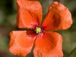 Foto: Saat-Mohn (Autor: A. Pardey)