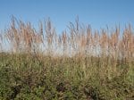 Foto: Sandrohr, Land-Reitgras (Autor: Dr. A. Pardey)
