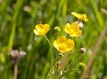 Foto: Scharfer Hahnenfuß (Autor: Dr. A. Pardey)