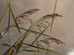Foto: Schilf (Autor: A. Pardey)