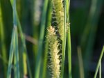 Foto: Schnabel-Segge (Autor: Dr. A. Pardey)