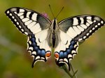 Foto: Schwalbenschwanz (Autor: Dr. A. Pardey)