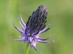 Foto: Schwarze Teufelskralle (Autor: A. Pardey)