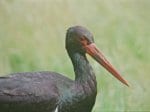 Foto: Schwarzstorch (Autorin: H. Bach-Kolster)
