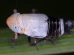 Foto: Schwingelspornzikade (Autor: G. Kunz)
