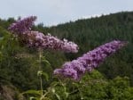 Foto: Sommerflieder (Autor: Dr. A. Pardey)