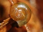 Foto: Streifenglanzschnecke (Autor: H. Kobialka)