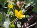 Foto: Sumpf-Dotterblume (Autor: Dr. A. Pardey)