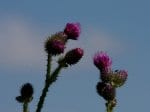 Foto: Sumpf-Kratzdistel (Autor: Dr. A. Pardey)