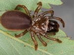 Foto: Tapezierspinne (Autor: M. Kreuels)