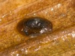 Foto: Teichnapfschnecke (Autor: Dr. A. Pardey)