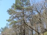 Foto: Wald-Kiefer, Föhre (Autor: Dr. A. Pardey)