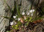 Foto: Wald-Sauerklee (Autor: Dr. A. Pardey)