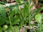 Foto: Wald-Schaumkraut (Autor: Dr. A. Pardey)