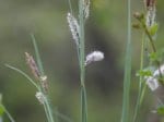 Foto: Wald-Segge (Autor: Dr. A. Pardey)