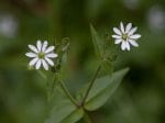 Foto: Wald-Sternmiere (Autor: A. Pardey)
