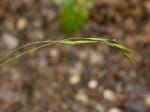 Foto: Wald-Zwenke (Autor: Dr. A. Pardey)