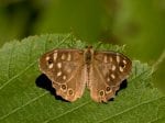 Foto: Waldbrettspiel (Autor: Dr. A. Pardey)