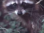 Foto: Waschbär (Autor: H. Pieper)