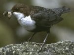 Foto: Wasseramsel (Autor: H. Pieper)