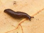 Foto: Wasserschnegel (Autor: Dr. A. Pardey)