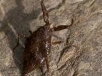 Foto: Wasserskorpion (Autor: Dr. A. Pardey)