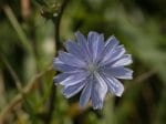 Foto: Wegwarte (Autor: Dr. A. Pardey)