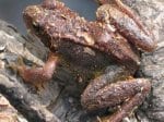 Foto: Weiblicher Grasfrosch (Autorin: N. Kolster)