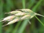 Foto: Weiche Trespe (Autor: Dr. A. Pardey)