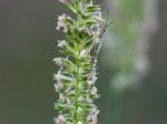 Foto: Weide-Kammgras (Autor: Dr. A. Pardey)