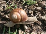 Foto: Weinbergschnecke (Autor: A. Pardey)