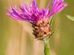 Foto: Wiesen-Flockenblume (Autor: Dr. A. Pardey)