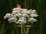 Foto: Wiesen-Kerbel (Autor: Dr. A. Pardey)