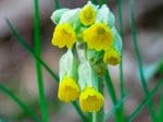 Foto: Wiesen-Schlüsselblume (Autor: A. Pardey)
