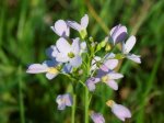 Foto: Wiesenschaumkraut (Autor: Dr. A. Pardey)
