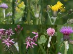 Foto: Wiesenschaumzikade (Autor: G. Kunz)