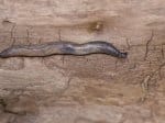 Foto: Wurmnacktschnecke (Autor: Dr. A. Pardey)